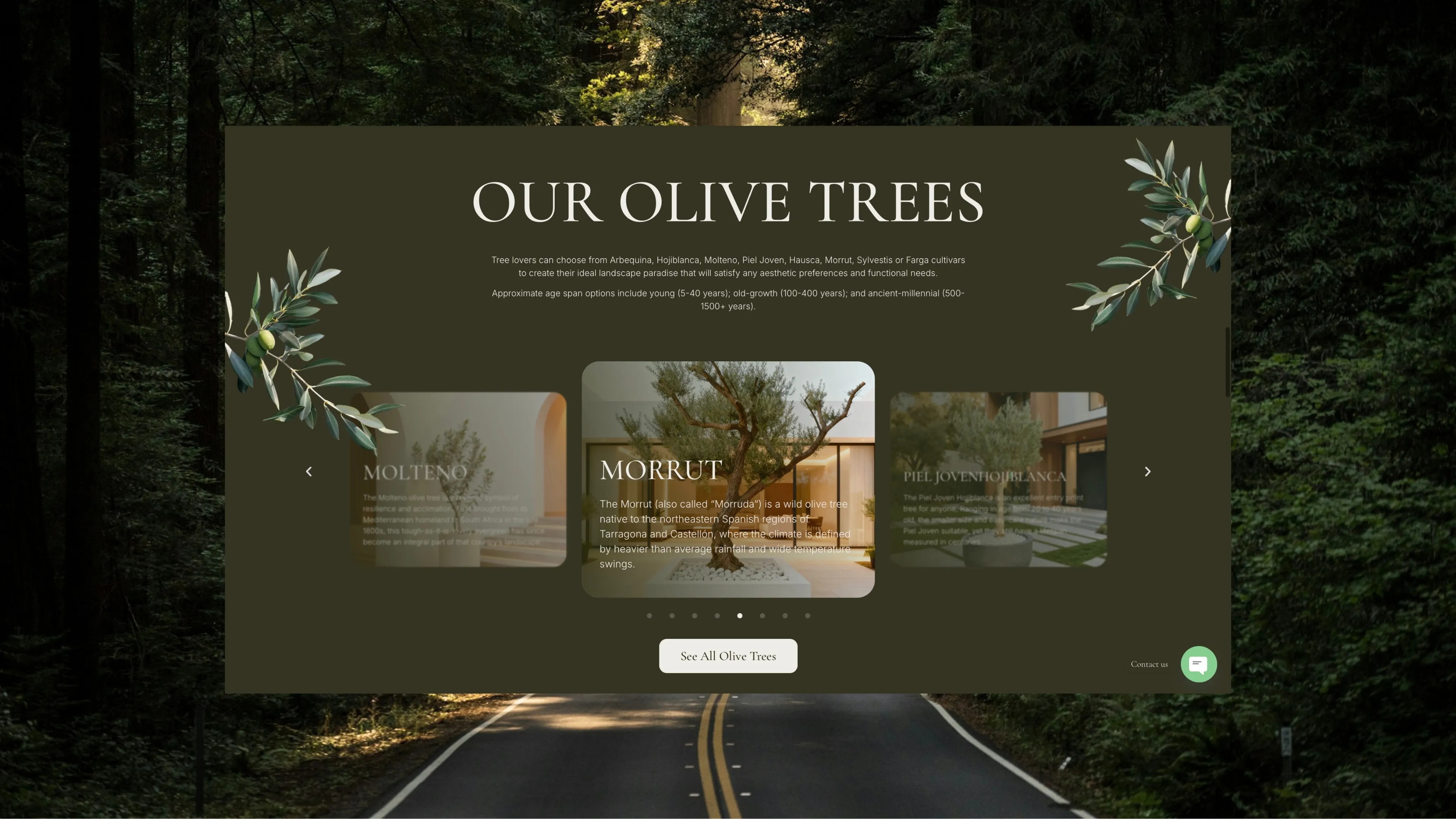 Our Olive Trees